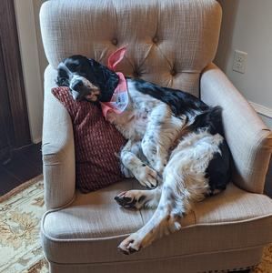 Meet your Posher, Ali